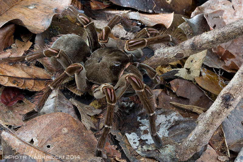 Illustration for article titled The legs on this puppy-sized spider are a foot long